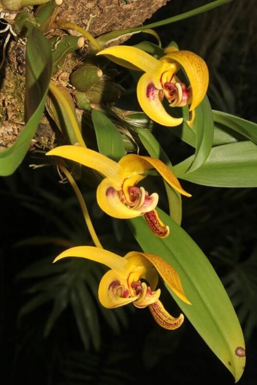 Bulbophyllum dearei - Image 2