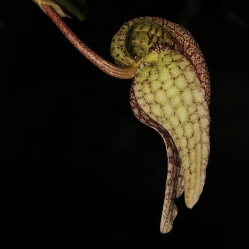 Bulbophyllum fritillariflorum