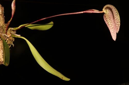 Bulbophyllum fritillariflorum - Image 2