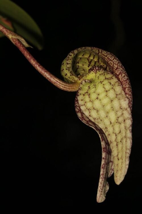 Bulbophyllum fritillariflorum - Image 4