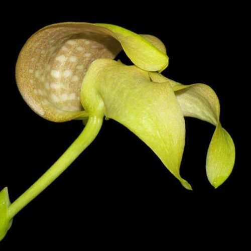 Bulbophyllum grandiflorum