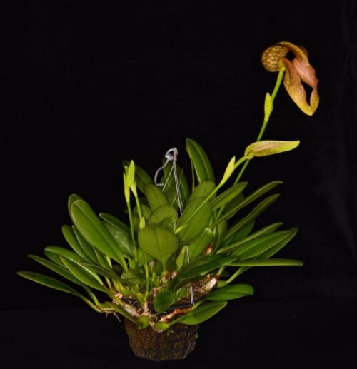 Bulbophyllum grandiflorum - Image 2