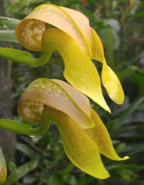 Bulbophyllum grandiflorum - Image 3