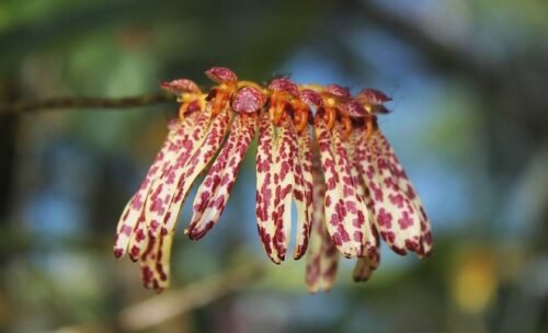 Bulbophyllum longiflorum - Image 2