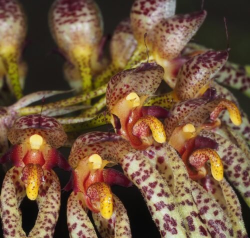 Bulbophyllum longiflorum