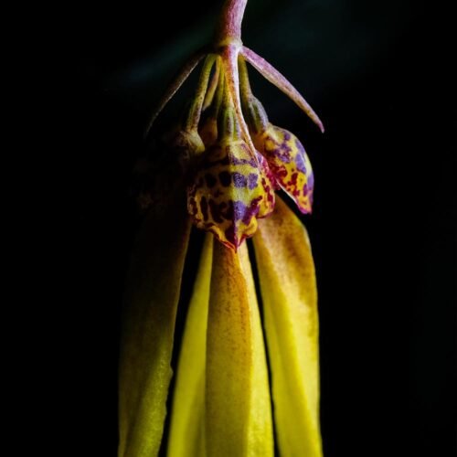Bulbophyllum thiurum