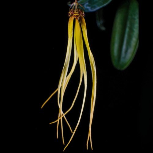 Bulbophyllum thiurum - Image 2