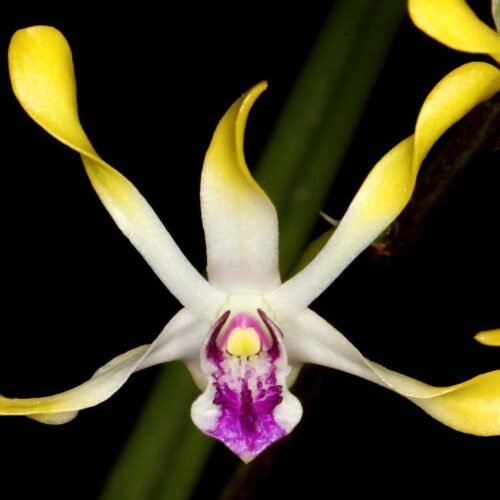 Dendrobium canaliculatum