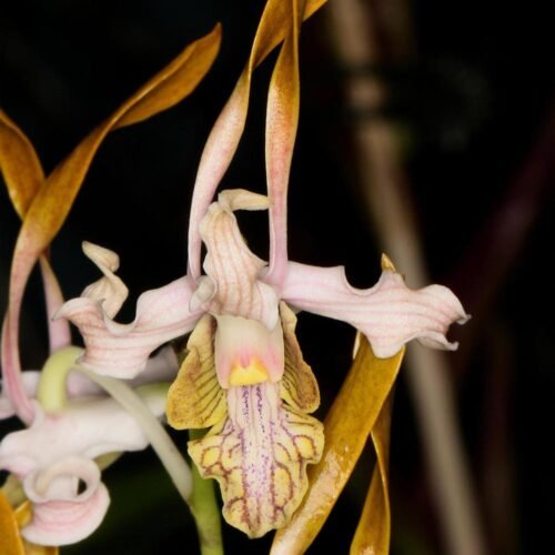 Dendrobium devosianum