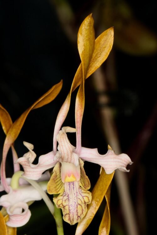 Dendrobium devosianum - Image 2