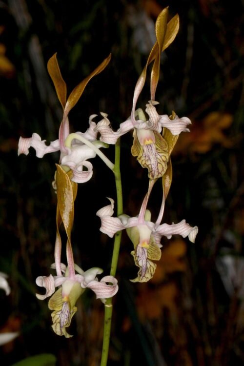 Dendrobium devosianum - Image 3