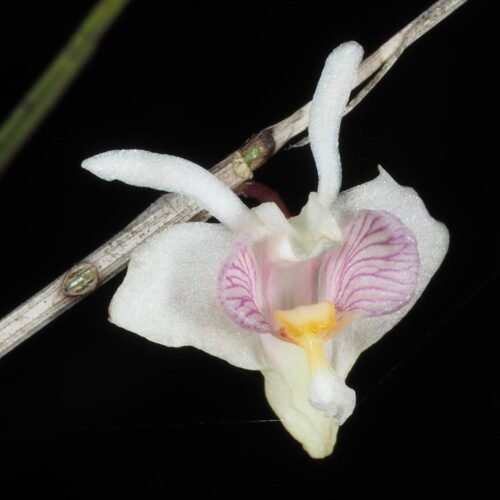 Dendrobium heokhuii