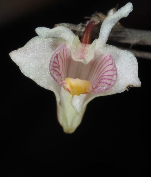 Dendrobium heokhuii - Image 2