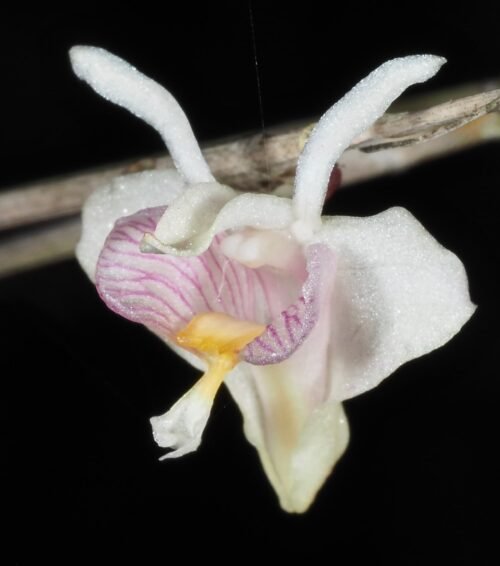 Dendrobium heokhuii - Image 3