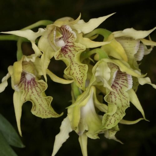 Dendrobium hodgkinsonii