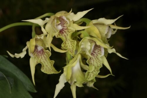 Dendrobium hodgkinsonii - Image 2