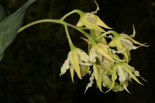 Dendrobium hodgkinsonii - Image 3