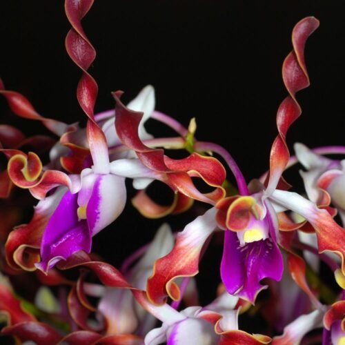 Dendrobium lansianthera