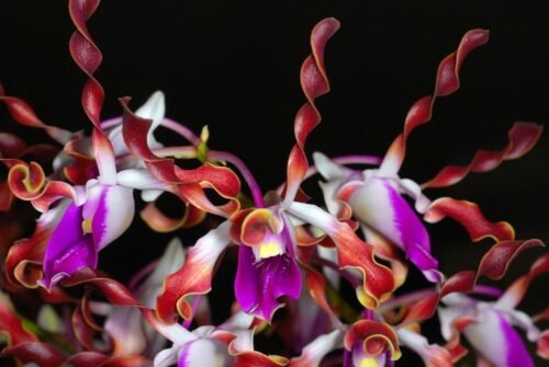 Dendrobium lansianthera - Image 2