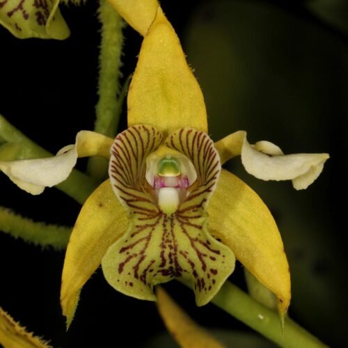Dendrobium macrophyllum