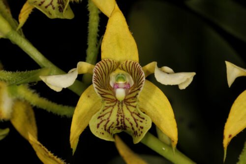 Dendrobium macrophyllum - Image 2