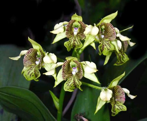Dendrobium macrophyllum - Image 3