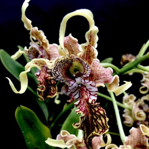 Dendrobium spectabile