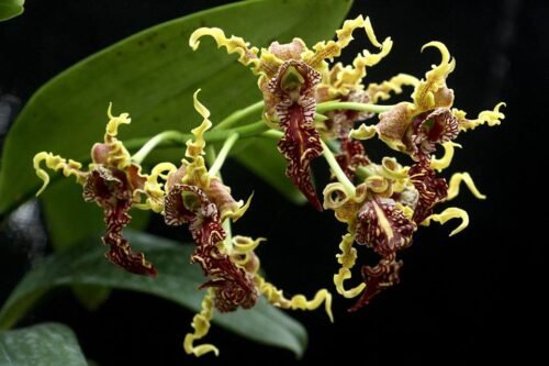 Dendrobium spectabile - Image 2