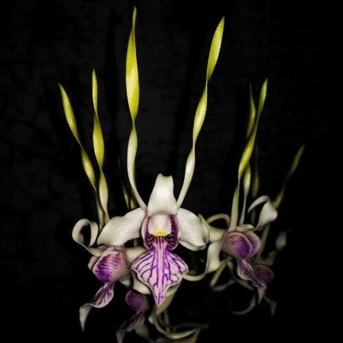 Dendrobium stratiotes