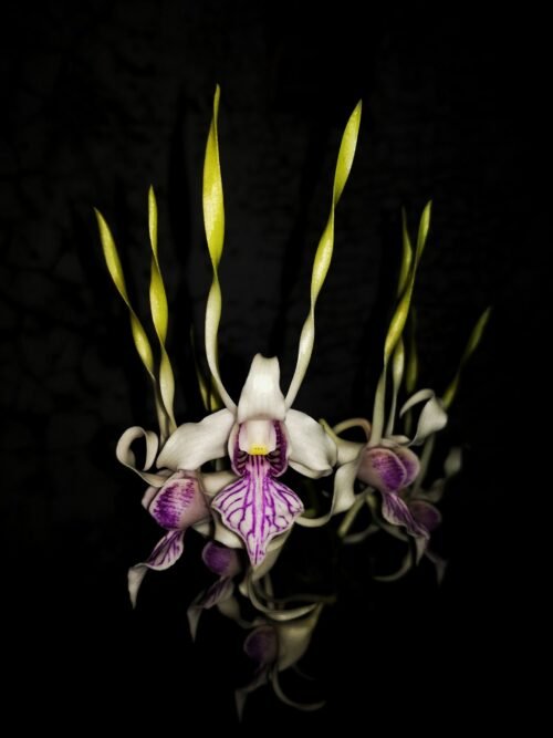 Dendrobium stratiotes - Image 2