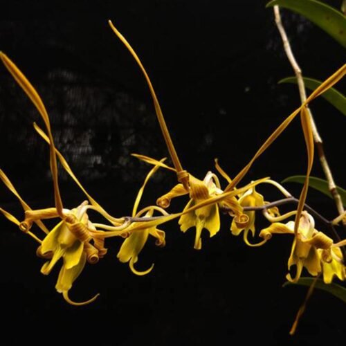 Dendrobium sutiknoi