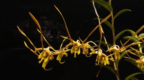 Dendrobium sutiknoi - Image 2