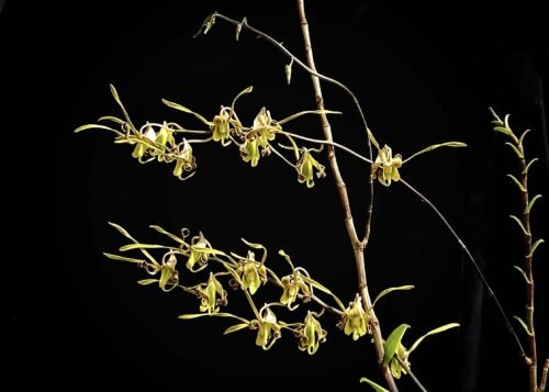 Dendrobium sutiknoi - Image 3