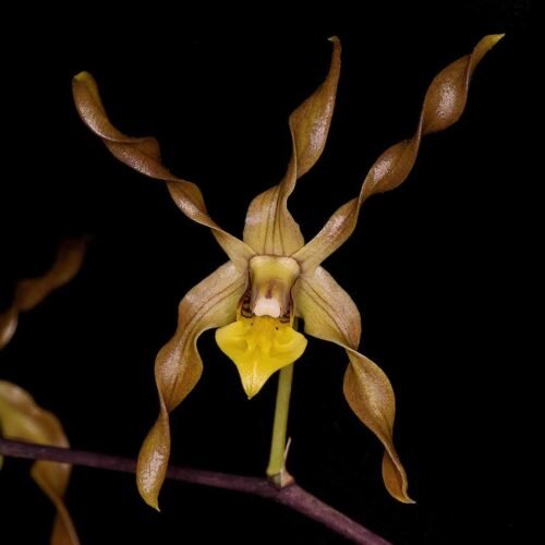Dendrobium trilamellatum
