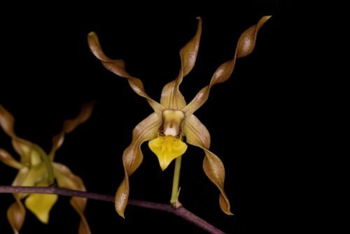 Dendrobium trilamellatum - Image 2