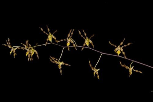 Dendrobium trilamellatum - Image 3