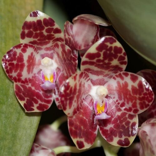Phalaenopsis gigantea