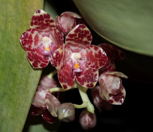 Phalaenopsis gigantea - Image 2