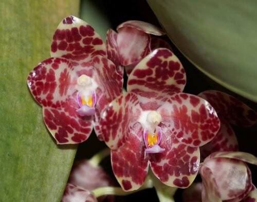 Phalaenopsis gigantea - Image 3
