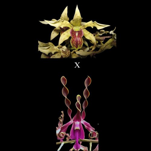 D. New Guinea x D. Riverside Orchid Garden