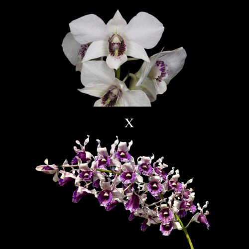 D. Roy tokunaga x D. nindii