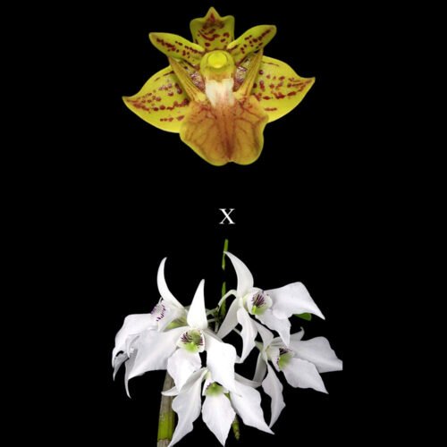 D. bifalce x D. johnsoniae