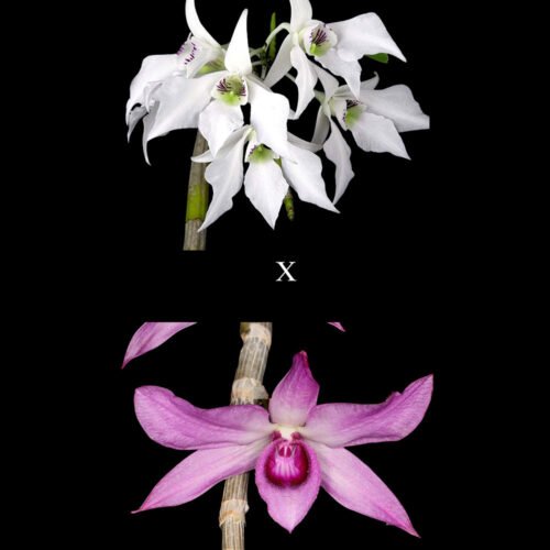 D. johnsoniae x D. anosmum