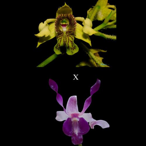 D. macrophyllum x D. Mutiara