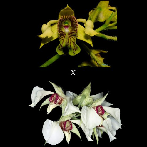 D. macrophyllum x D. eximium