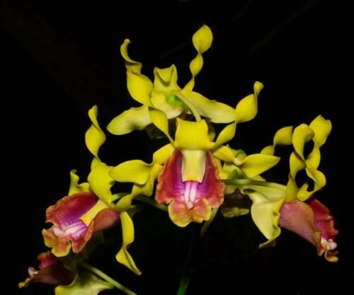 Dendrobium dedeksantosoi - Image 2