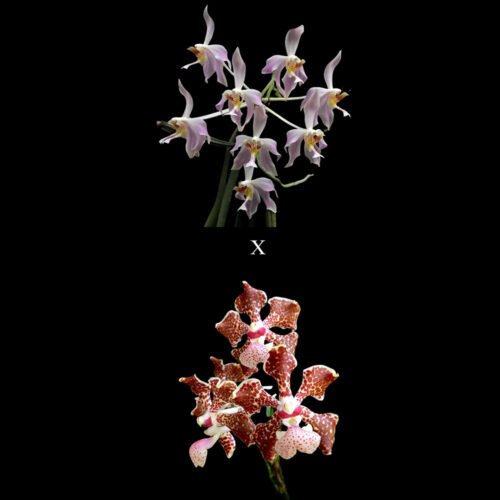 Paraphalaenopsis laycockii x Vanda lombokensis