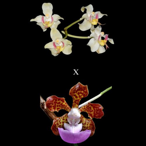 Paraphalaenopsis serpentilingua x Vanda insignis