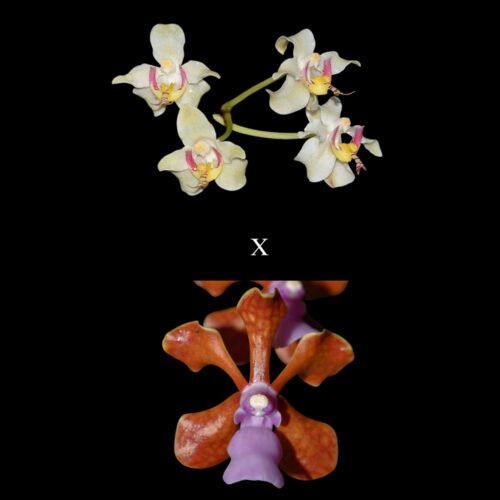 Paraphalaenopsis serpentilingua x Vanda perplexa