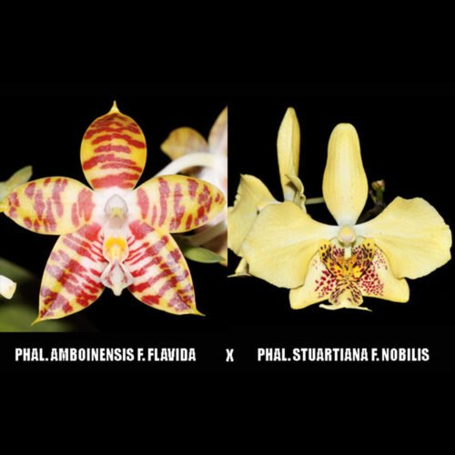 Phalaenopsis amboinensis x Phal. stuartina
